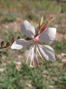 Gaura neomexicana